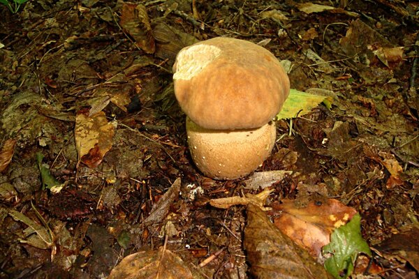 Herbsttau legte sich auf Pilze