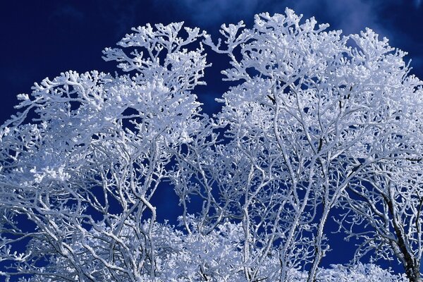 Winter tree patterns in blue