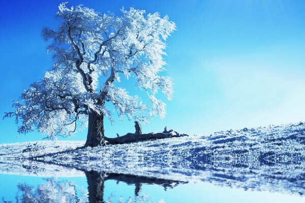 Blue and frost on the lake