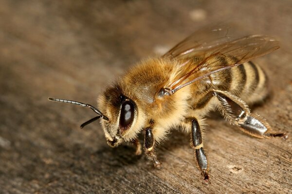 Photo de gros plan d une abeille avec des vrilles