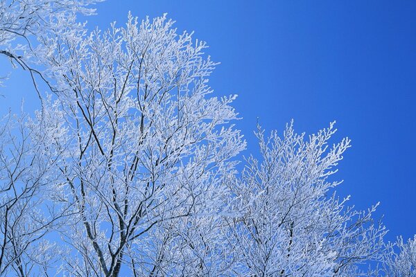 Gel doux sur les branches des arbres