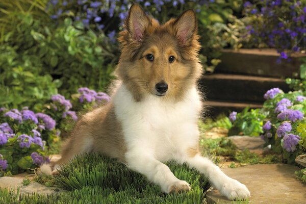 A collie puppy is lying on the grass