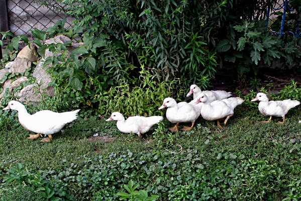 Familia de gansos camina por el camino