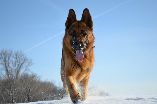 Berger allemand courant sur la neige