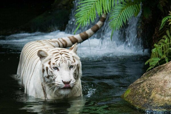 Ein weißer Tiger badet in einem Wasserfall