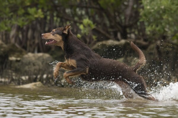 The dog runs through the water in the river