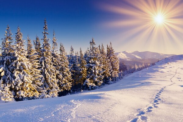 Bosque soleado cubierto de nieve y montañas