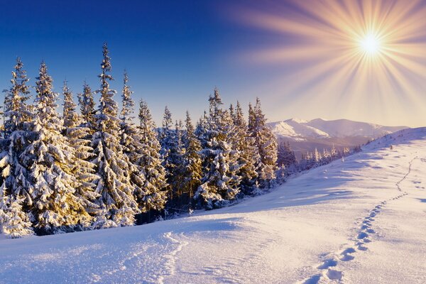 Foresta e montagne soleggiate innevate