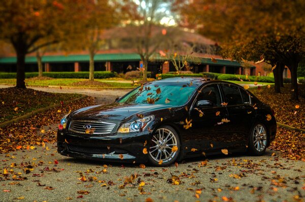 Coche negro Infiniti en el fondo de las hojas de otoño