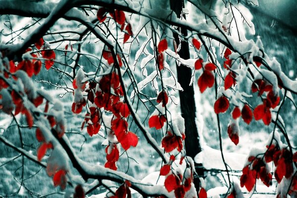 Winter has dusted the branches of trees with snow