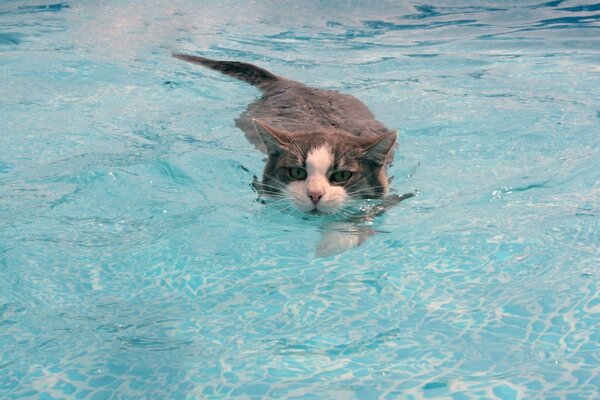 Chat gris nage dans la piscine