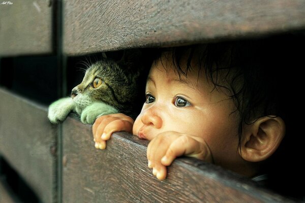 A child and a cat peek out from behind the fence 