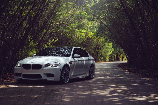 White BMW on a forest road