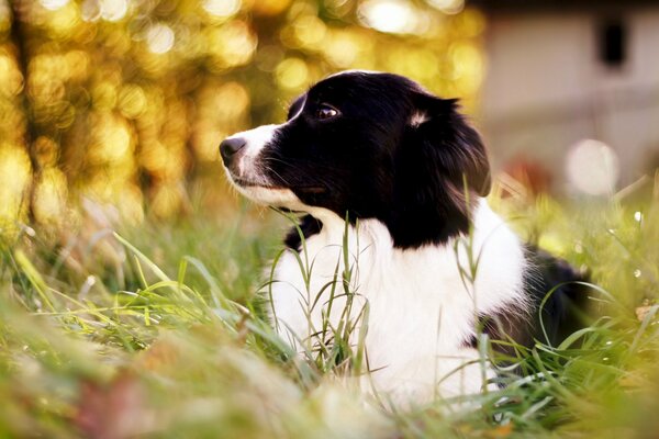 Black and white dog in green grass