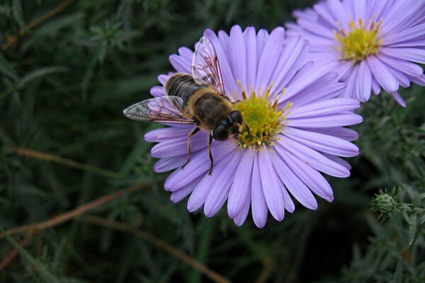 A bee on a summer flower