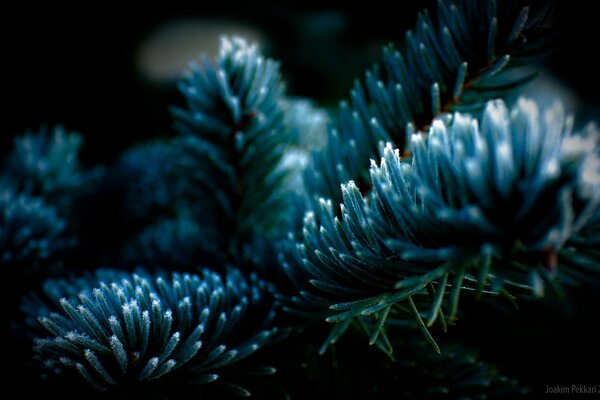 Makrobild eines Fichtenzweigs im Frost