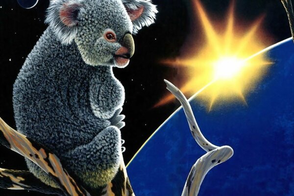 Der Koala sitzt auf einem Ast und schaut in die Sonne