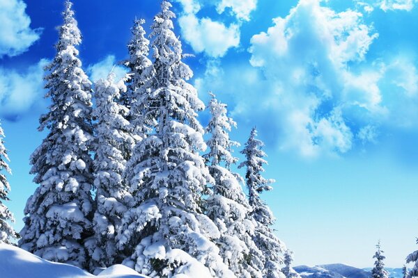 High snow-covered fir trees and cumulus clouds