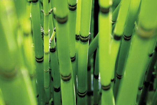 Tallos de bambú, exposición a la luz solar