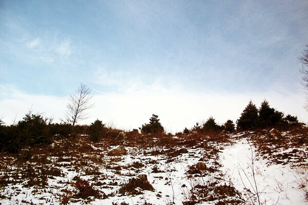 Forêt de sapins sur une colline en hiver