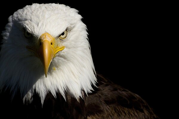 La dura mirada de un águila sobre un fondo negro