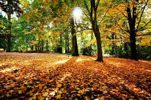 Herbstlaub hat den Boden eingeschlafen