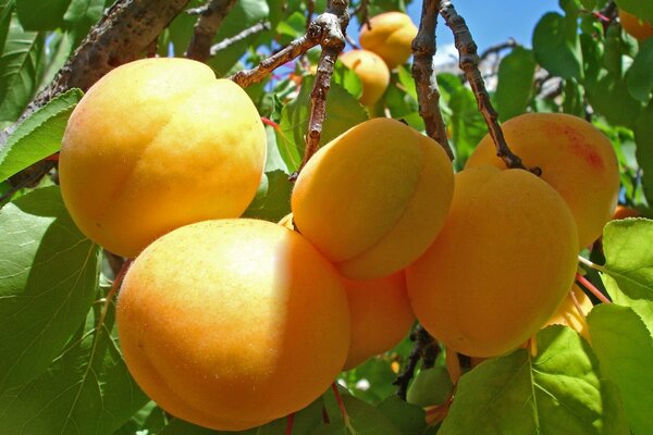 Albaricoques grandes en una rama con hojas