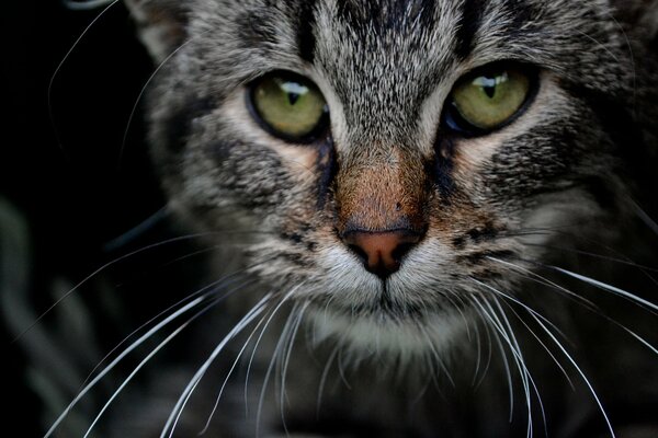 Graue Katze mit grünen Augen Nahaufnahme