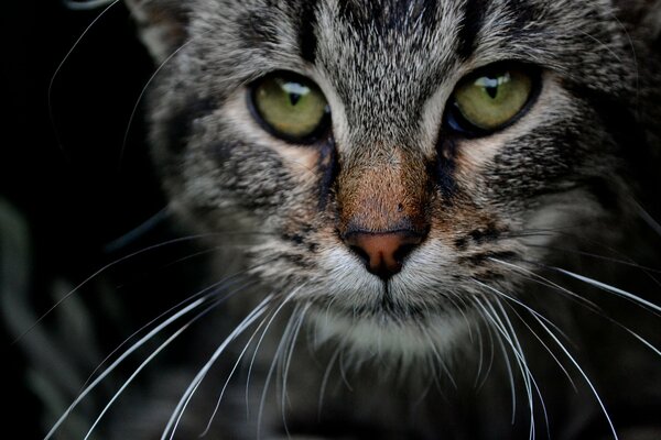 Grey cat with green eyes close-up