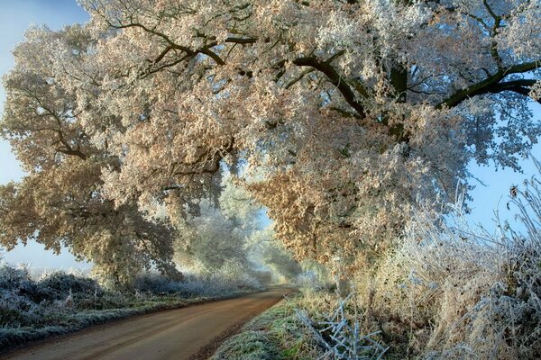 Paisaje de otoño árboles en escarcha a lo largo de la carretera 