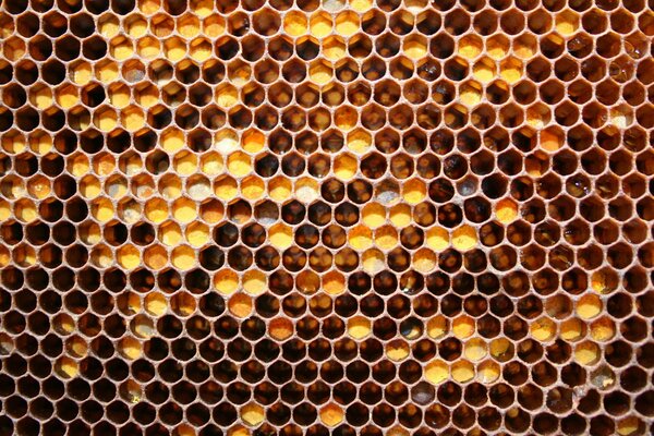 Delicious honeycombs of May honey