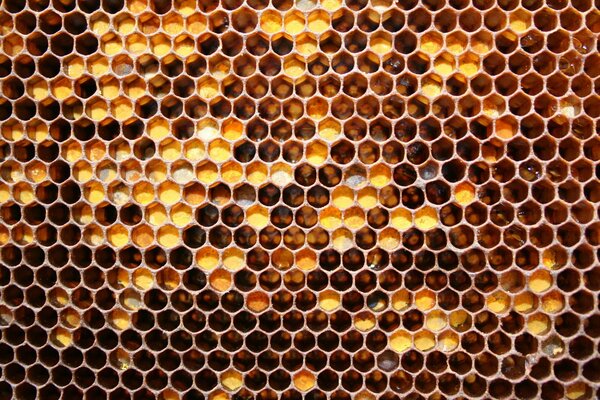 Delizioso miele di maggio a nido d ape