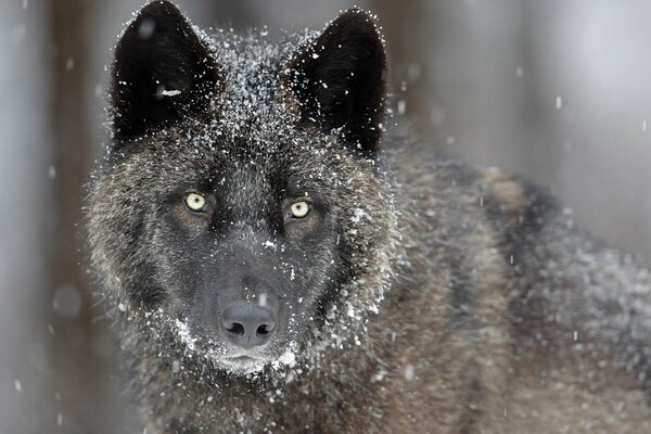 Black wolf in the snow in nature