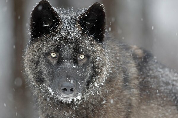 Lobo negro en la nieve en la naturaleza