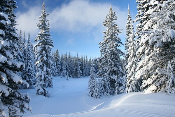 Schneebedeckte Weihnachtsbäume im Winterwald