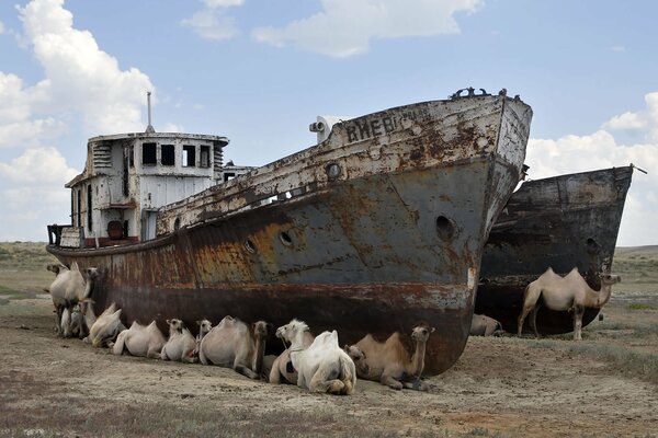 Camels resting under an abandoned ship