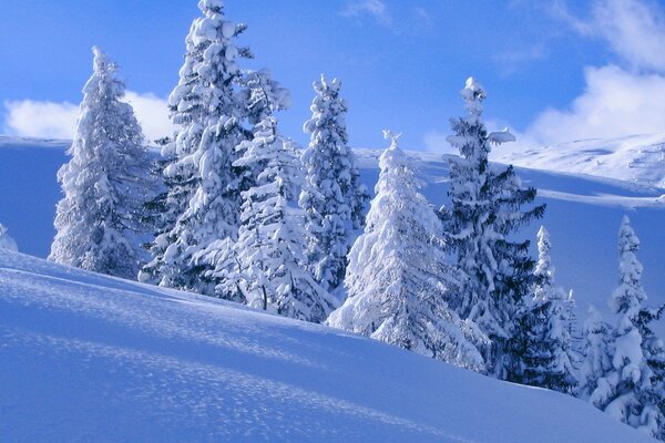 Winterhang mit flauschigen Tannen