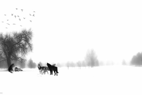 Branco di lupi in inverno e velo bianco