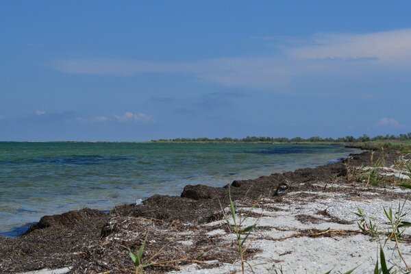 Côte de la mer avec une petite végétation