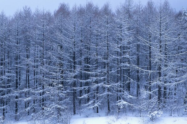 Forêt de conifères d hiver à INIA