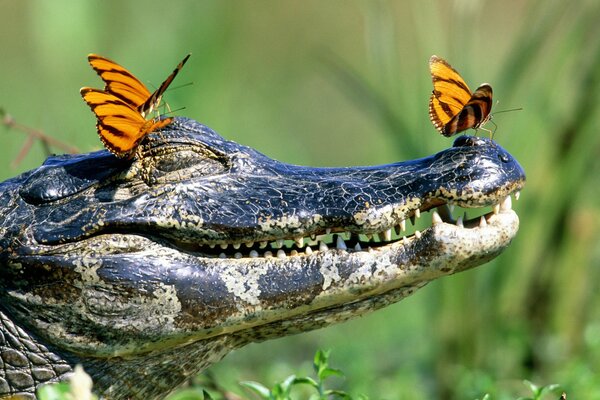 Papillons orange à la gueule d un crocodile