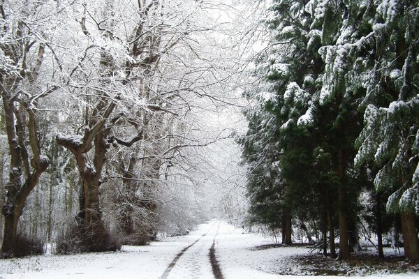 Route d hiver enneigée dans la forêt