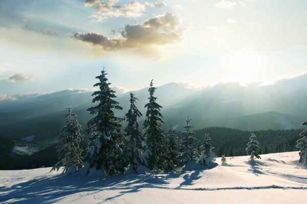 Lueur d hiver sur les arbres de Noël et la neige