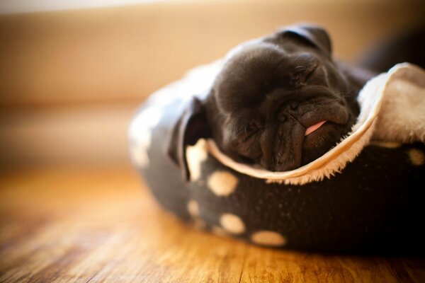 Little black pug puppy is sleeping