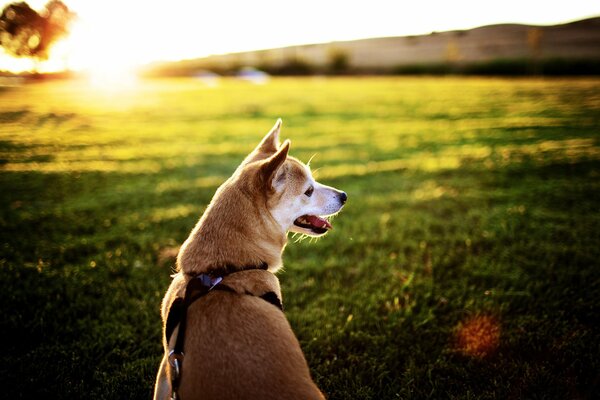 A dog in a field at sunset