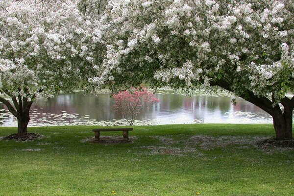 Lonely benches among beautiful trees