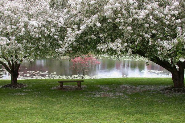 Samotna ławka wśród pięknych drzew