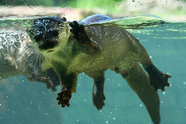 En el mundo animal. Castor y nutria