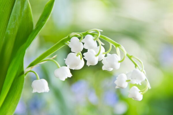 Fleurs délicates de muguet d été