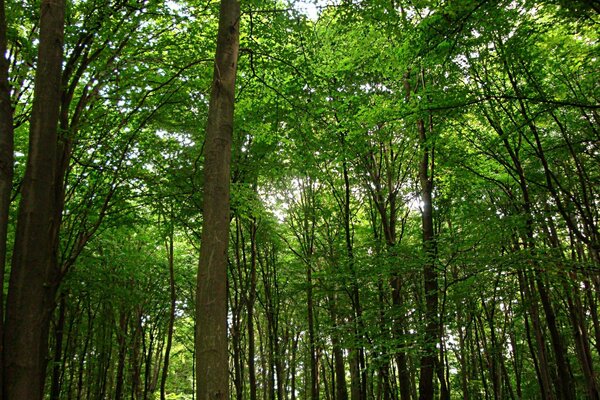 Green trees in the forest